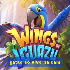 gatas ao vivo na cam